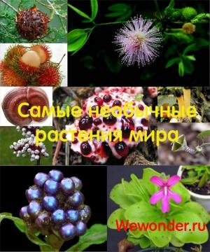 Обложка книги «Удивительное рядом: самые необычные растения мира» — Александр Минеев, Марина Сторчевая