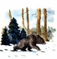 А. Коваленков - Почему медведь зимой спит