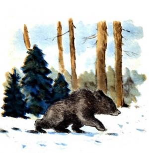 Обложка книги «Почему медведь зимой спит» — А. Коваленков