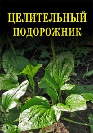 Обложка книги «Целительный подорожник» — Иван Дубровин