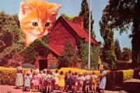 Еще кошек, пожалуйста