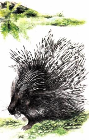 Обложка книги «Иглоносец» — Вадим Иванович Капитонов