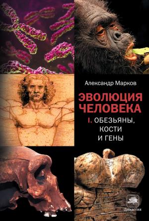 Обложка книги «Эволюция человека. Книга I. Обезьяны, кости и гены» — Александр Марков