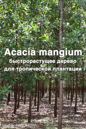 Обложка книги «Acacia mangium  Willd. - быстрорастущее дерево для тропической плантации» — Maheshwar Hegde, K. Palanisamy, Jae-Seon Yi