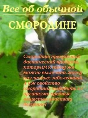 Обложка книги «Все об обычной смородине» — Иван Дубровин
