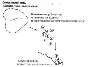 Обложка книги «Что, если Ламарк прав? Иммуногенетика и эволюция» — Эдвард Стил, Робин Линдли, Роберт Бландэн