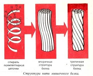 Обложка книги «Можно ли исчерпать энергию, которой питается сердце? (СИ)» — Мария Виноградова