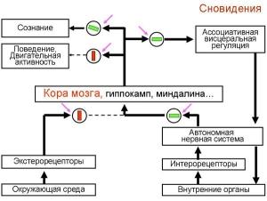 Обложка книги «Основной парадокс состояния сна и его экспериментальное разрешение» — Иван Пигарёв