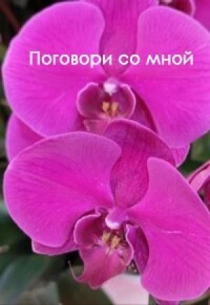 Обложка книги «Поговори со мной (СИ)» — Виолетта Елисеева
