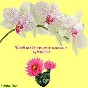 Обложка книги «Чтоб тебе кактус вместо орхидеи! (СИ)» — Надя Кактус