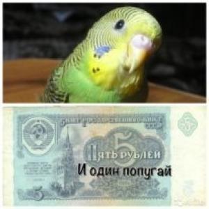 Обложка книги «Пять рублей и один попугай (СИ)» — Михаил Тимофеев (2)