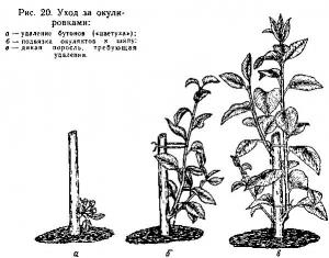 Обложка книги «Прививка плодовых деревьев» — Солонец Г.К.