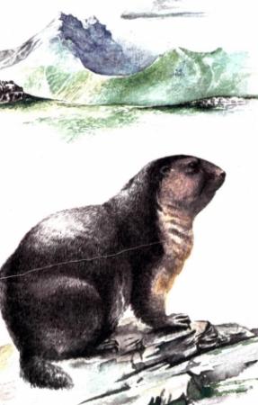 Обложка книги «Сурок из Красной книги» — Вадим Иванович Капитонов