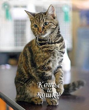 Обложка книги «Коты и кошки.» — Корсаков И., Молдавский Д., Куклачев Ю., Бойко М., Чапкис Д., Соловьев В., Семаго Л., Вакуленко В., Усенков Д., Недялков А.